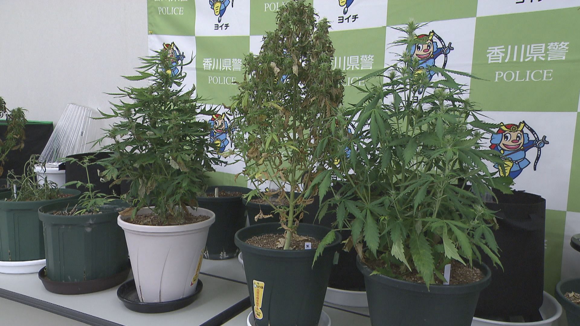 【香川】自宅で大麻草を栽培した疑い　20代男女を再逮捕　2月に所持容疑で逮捕・丸亀市